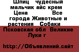 Шпиц - чудесный мальчик айс-крем › Цена ­ 20 000 - Все города Животные и растения » Собаки   . Псковская обл.,Великие Луки г.